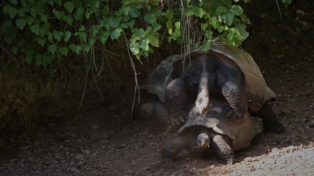Two giant tortoises mate in the shade beneath leafy vines while a third rests nearby on dusty ground. Quiet wildlife behavior shot suited to nature documentaries, conservation storytelling, or educati