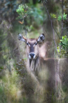 Female waterbuck standing in dense green vegetation looking at camera, African wildlife safari