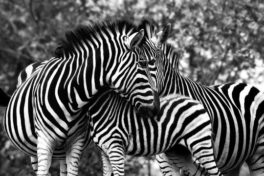Zebra's in Africa