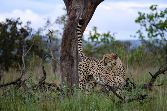 Cheetah in the African savannah landscape