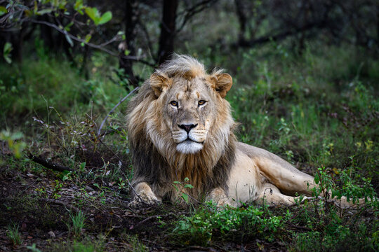 Lion King in the jungle of Africa