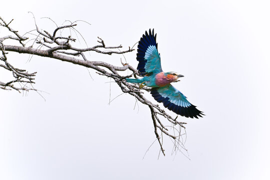 Vibrant lilac-breasted roller (coracias caudatus) in flight