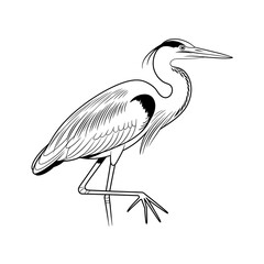 Fototapeta premium Black and white line art drawing of a standing great blue heron bird isolated on white background