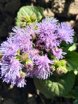 Close up of fluffy blue mink ageratum flower with green leaves background