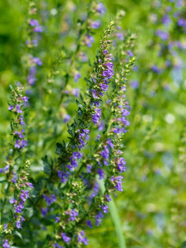 Hyssop ( Latin- Hyssopus officinalis ) is a species of subshrub of the genus Hyssopus of the Lamiaceae family , growing in Eurasia and Africa