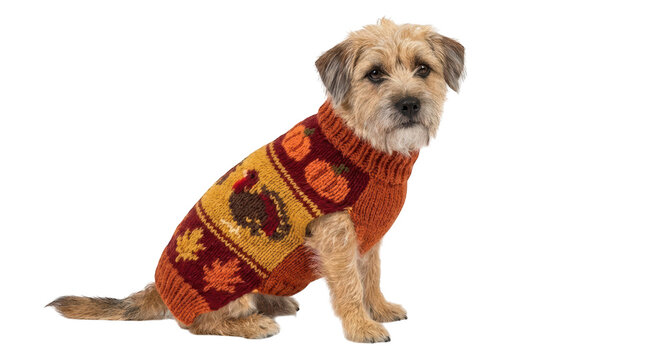 A cute border terrier dog sitting and wearing a festive thanksgivingthemed knitted sweater with pumpkins, a turkey, and autumn leaves, isolated on transparent background