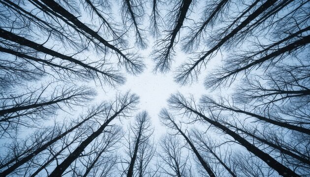 Worm eye view of tall bare trees reaching toward a cloudy winter sky creates a dramatic forest perspective and natural pattern