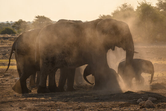 Elephant family staying together in the African savannah