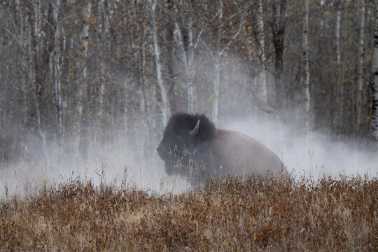 Wallowing bison