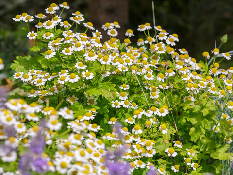Feverfew , or Maidenhair fern, or Maiden's tansy ( Latin- Tanacetum parthenium ), is a perennial herbaceous plant of the genus Tanacetum of the Asteraceae family