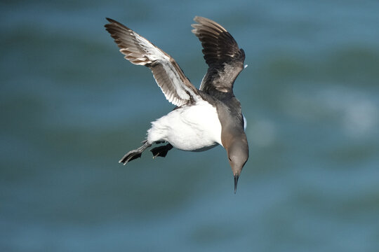 Common murre (Uria aalge) flying and diving into the blue ocean water, seabird in flight