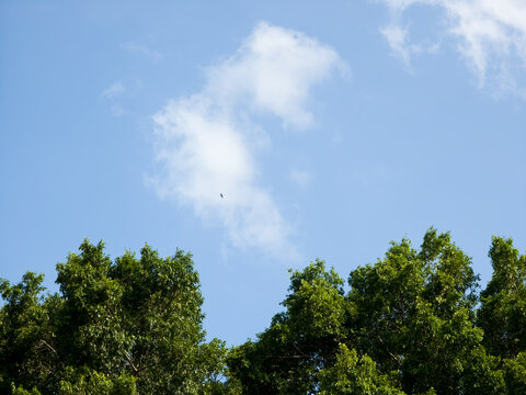 Tops of green leafy trees against a bright blue sky with scattered clouds and a distant flying bird.