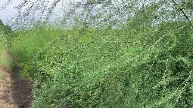 Dense Asparagus Fern Row Along Dirt Path in Cultivated Farm Field