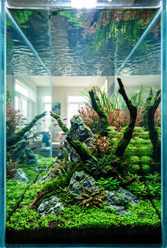 Vibrant freshwater planted aquarium aquascape with fish, driftwood and colorful aquatic plants