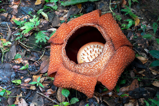 Close up of Rafflesia keithii, a parasitic flowering plant in the genus Rafflesia endemic to Sabah in Malaysia Borneo