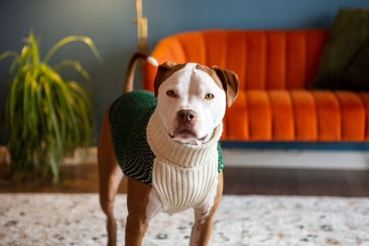 Adorable Pit Bull Wearing Sweater