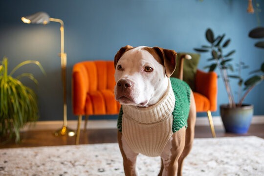 Adorable Pit Bull Wearing Sweater