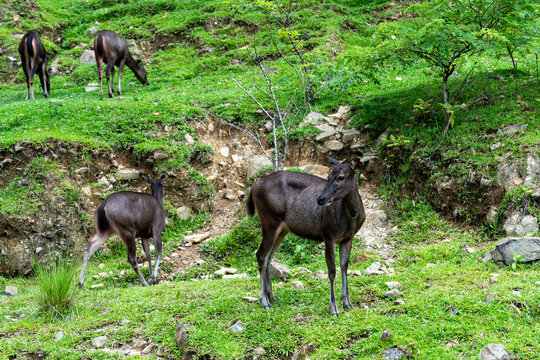 Bornean sambar deer or Rusa unicolor in Kinabalu National Park Sabah Borneo Malaysia