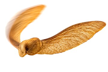 Obraz premium Flying maple seed with motion blur. Single samara spinning on a clean white background.
