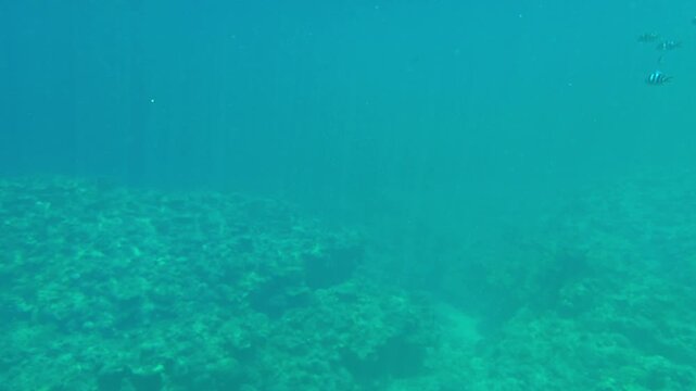 Breathtaking underwater cinematic shot of strong vertical midday sun rays piercing through crystal clear blue ocean water with a school of fish swimming by, Okinawa. (4K)