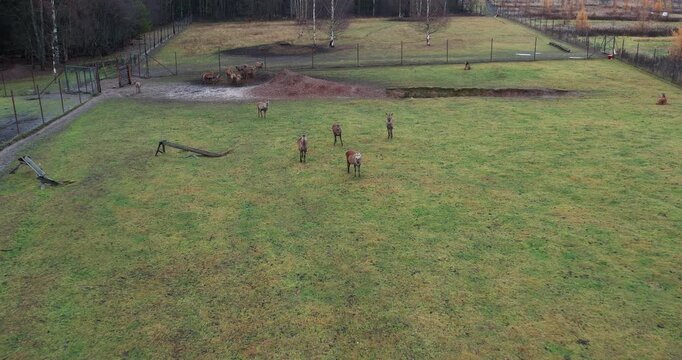 A herd of deer in a picturesque green meadow, drone view.