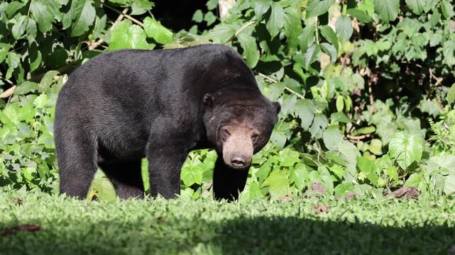 Wild sun bear standing in tropical forest foliage