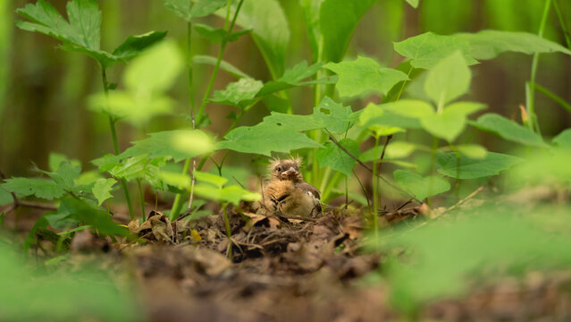 Tiny common chaffinch fledgling sitting on the ground, partially concealed by green leaves.