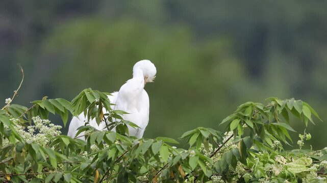 White egret preening feathers perched in green tree