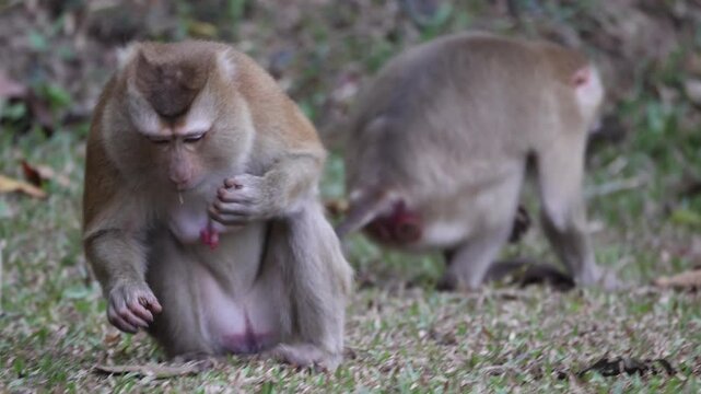 Wild macaque monkeys foraging on green grass