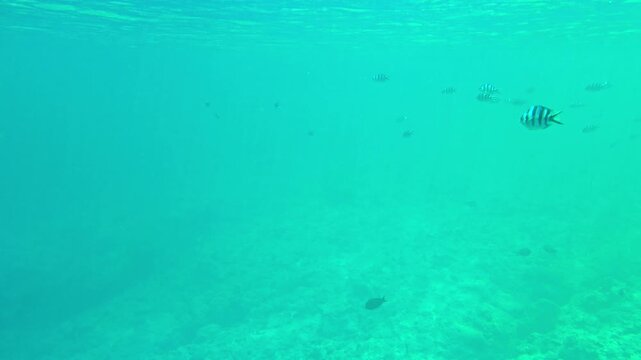 Breathtaking underwater cinematic shot of strong vertical midday sun rays piercing through crystal clear blue ocean water with a school of fish swimming by, Okinawa. (4K)