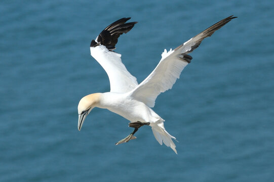 Northern Gannet flying with open wings over blue ocean water background