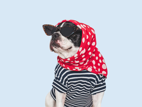 Cute French bulldog wearing tortoiseshell sunglasses, a headscarf, and a shirt on an isolated background. Symbolizes pet fashion, beauty, and style. Ideal for lifestyle, glamour, and trendy content