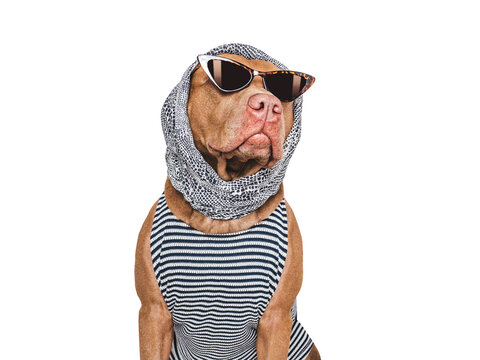 Cute brown Pit bull wearing tortoiseshell sunglasses, leopard scarf, and striped shirt on isolated background. Symbolizes pet fashion, beauty, style. Ideal for lifestyle, glamour, and trendy content