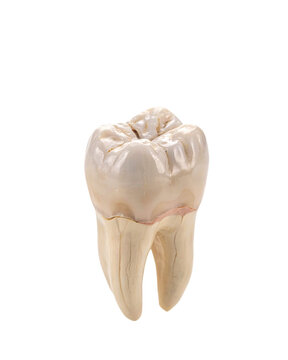 Human molar tooth isolated on white background isolated on a transparent background