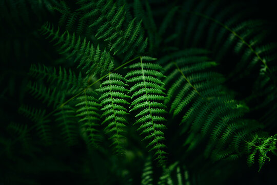 Lush Green Fern Leaves in Dark Forest Understory With Moody Natural 