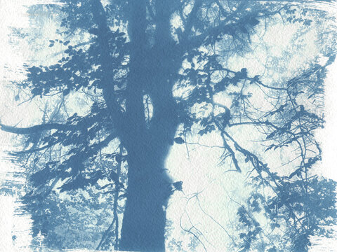 Forest In The Fog

