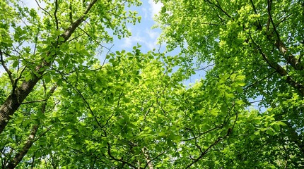 Fototapeta premium Sunlit Canopy of Verdant Woodland Foliage Showcasing Lush Spring Growth and Natural Ecology forest green fresh nature background tree leaf spring summer woodland canopy sun light