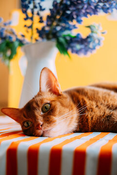 Cat relaxing on a table with striped cloth and flowers nearby