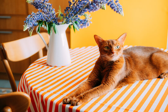 Cat resting on a striped table in a kitchen with flowers