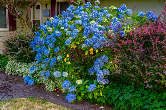 Burien Home Hydrangeas 2