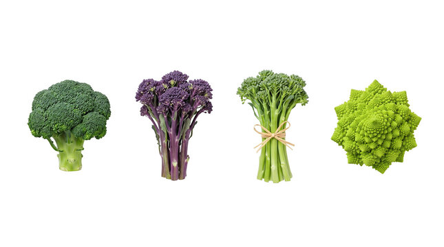 Set of four different fresh cruciferous vegetables including broccoli and romanesco isolated high quality 4K PNG image in white background