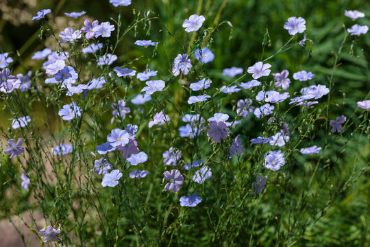 Perennial flax ( Latin- Linum perenne ) is a species of perennial herbaceous plants of the genus Flax of the family Flaxaceae