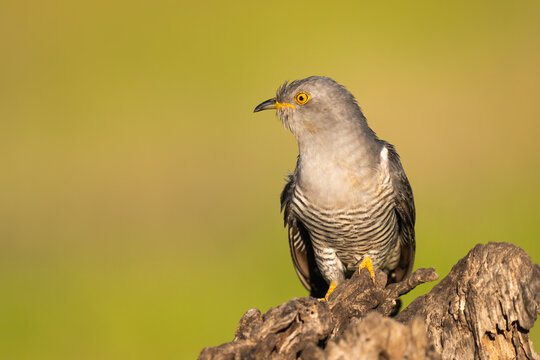 Cuckoo Perched On A Tree Stump With A Green Background  