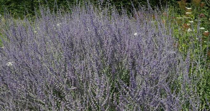 Russian sage (Salvia yangii, formerly Perovskia atriplicifolia). An ornamental shrub prized for its abundant flowering in spikes of lavender-blue flowers that last from summer.