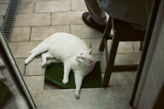White Cat At Doorway