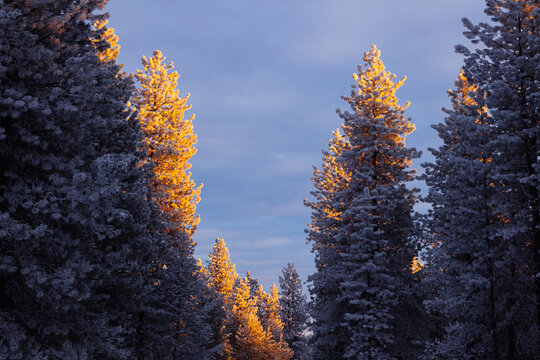 Frosted Treetops at Sunrise