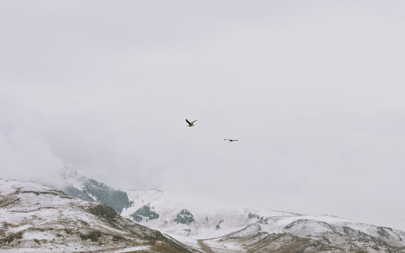 Chasing the Horizon: Birds Flying Over Snow Mountains.