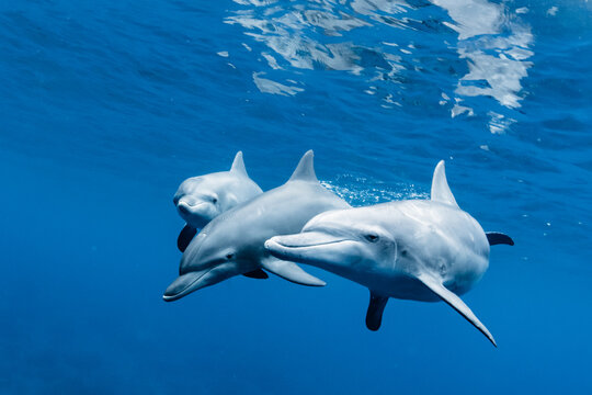 Indian ocean bottlenose dolphin
