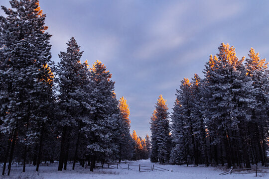 Snow Covered Pine Corridor