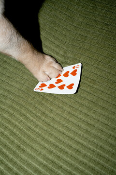 French Bulldog Paw on Playing Card
